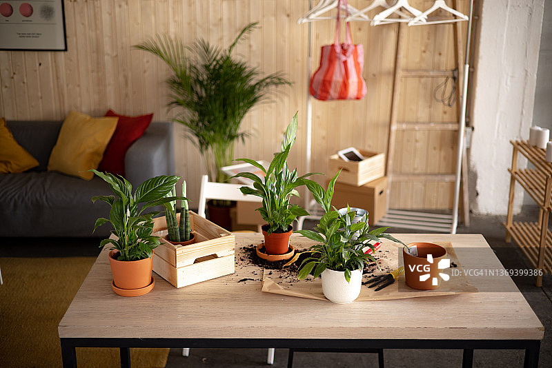 带有室内植物且无人的房间图片素材