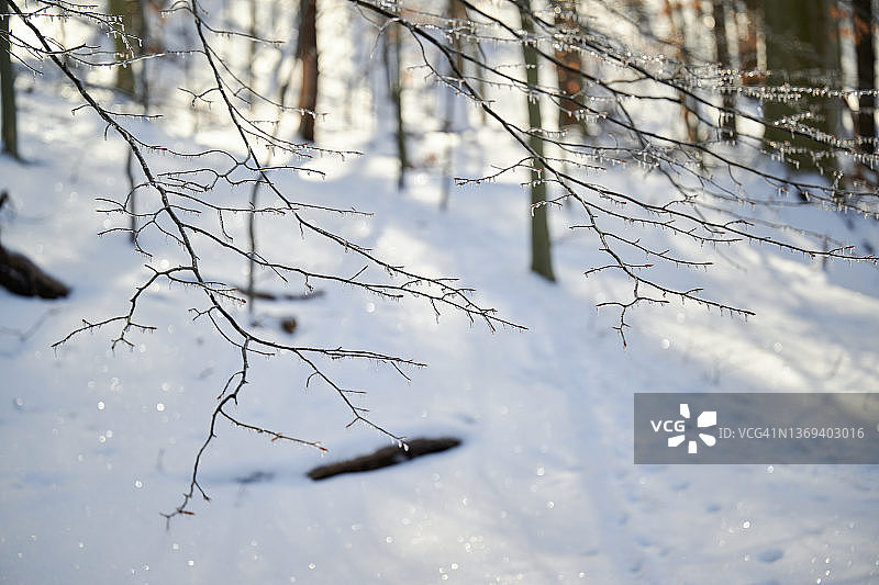 阳光下的冰柱图片素材