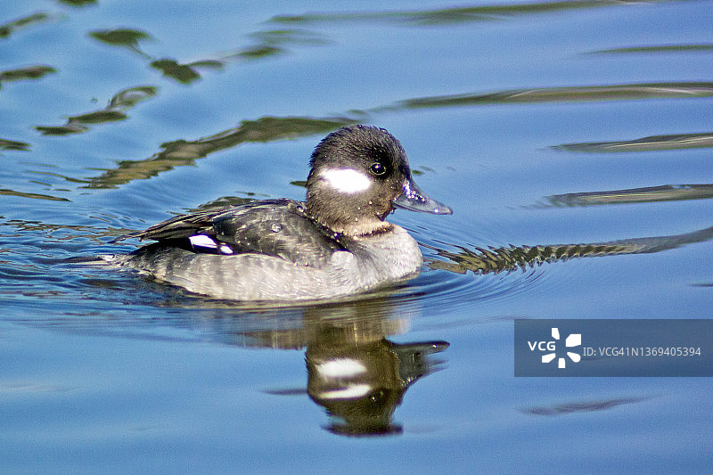 游泳时反射的鹊鸭雌鸭特写图片素材