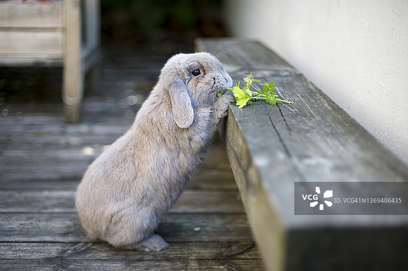 家养迷你垂耳兔图片素材