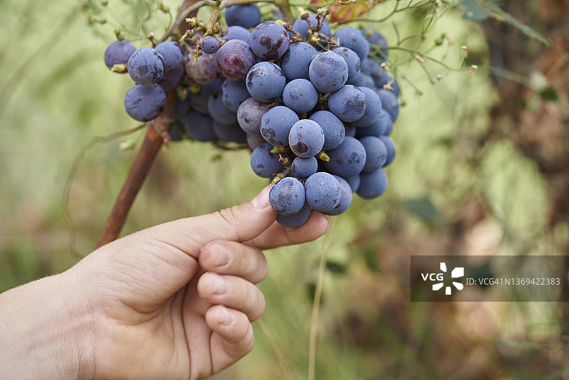 人手触摸悬挂在植物上的一串紫色葡萄图片素材