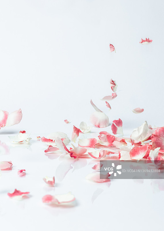 飘落的玫瑰花瓣图片素材