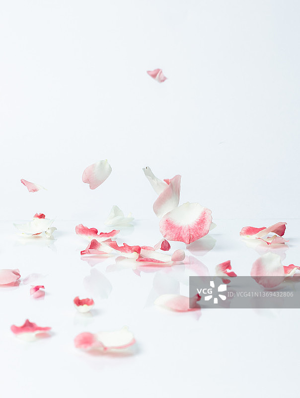 飘落的玫瑰花瓣图片素材