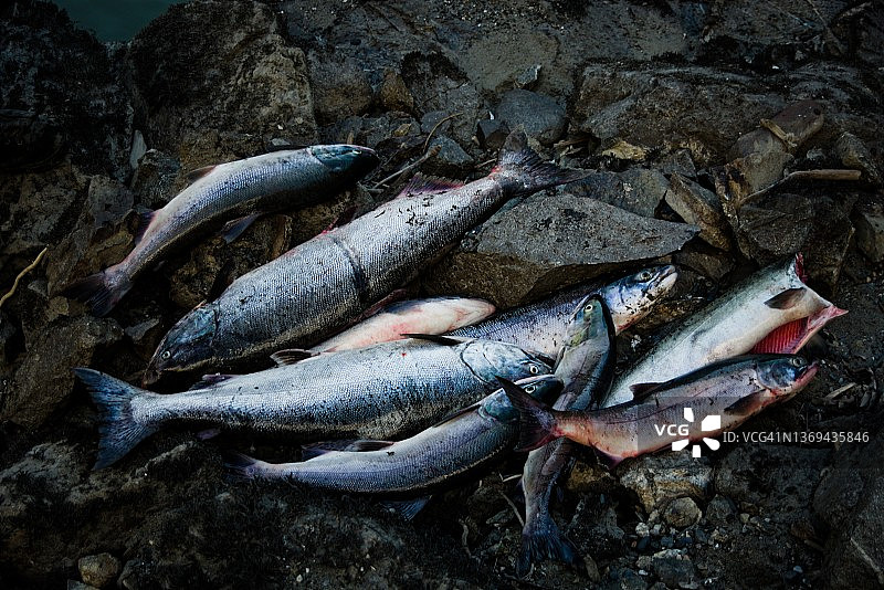 弗雷泽河图片素材