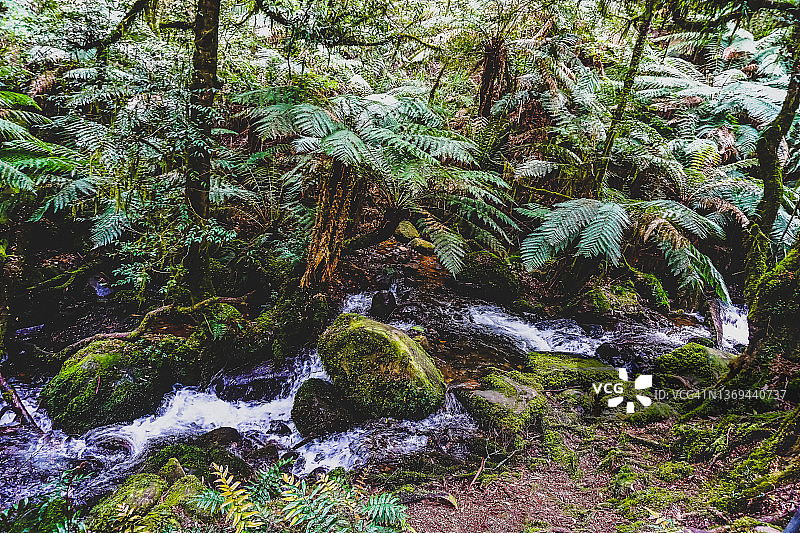 澳大利亚雨林中的河流图片素材