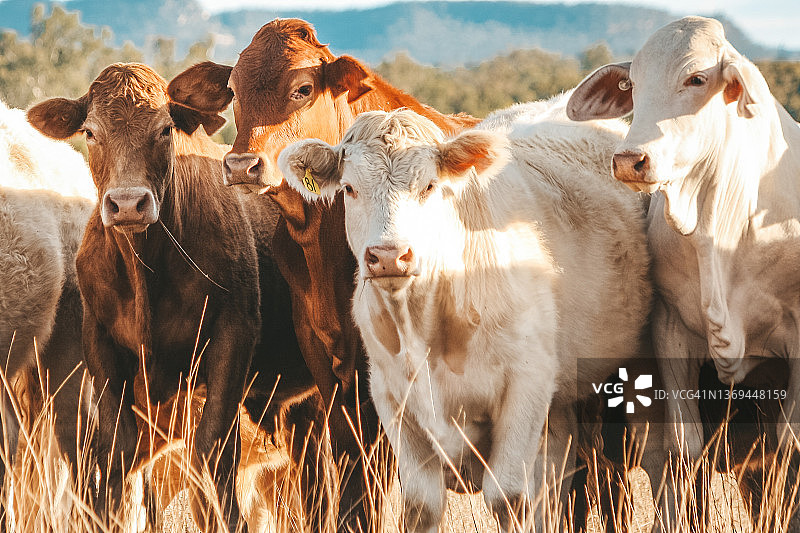 男孩们去喝一杯图片素材