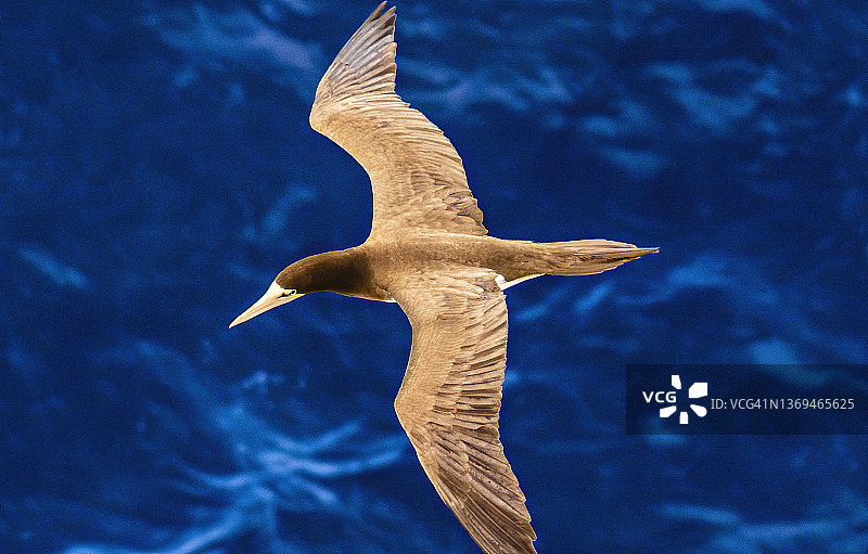 棕色鲣鸟飞行特写图片素材