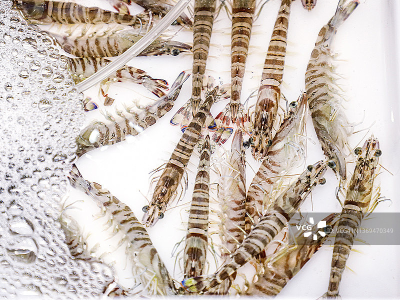 日本虎虾，斑节对虾图片素材