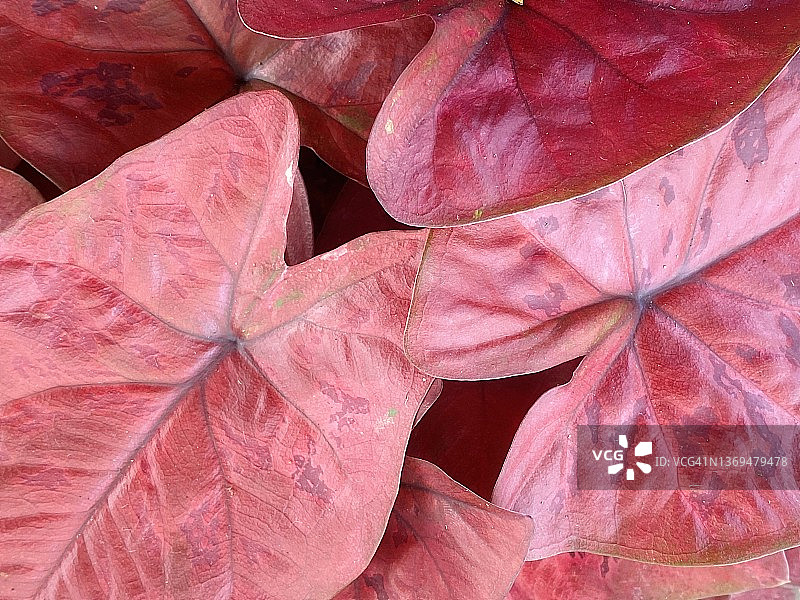 多种颜色花叶芋特写图片素材