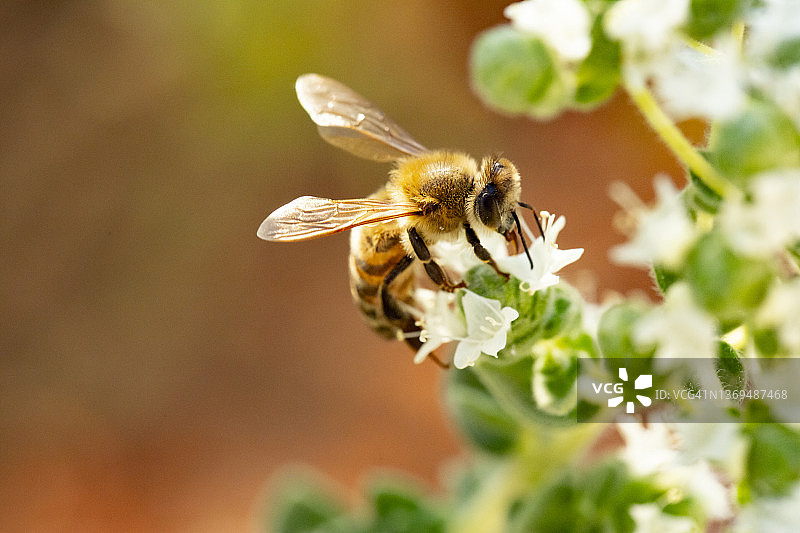 蜜蜂在牛至花上图片素材