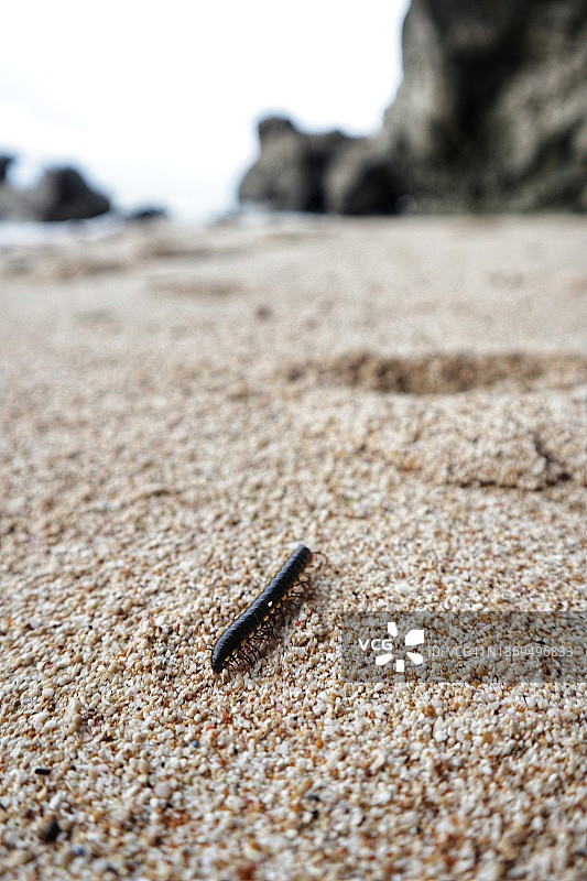 海滩上的蜈蚣图片素材