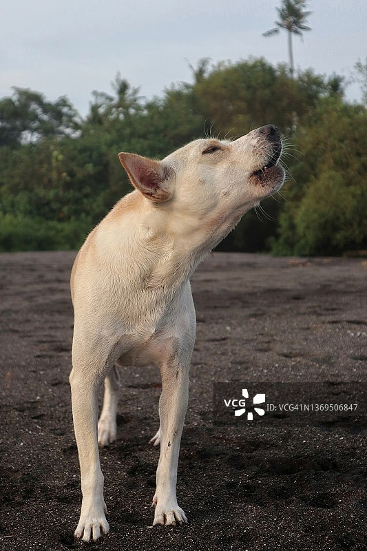 沙滩上的狗狗图片素材