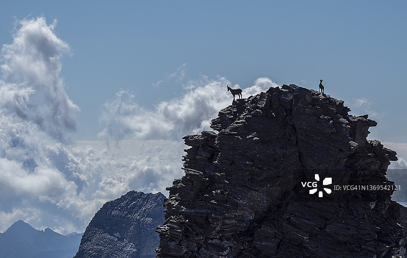 岩石顶峰上的欧洲羚羊图片素材