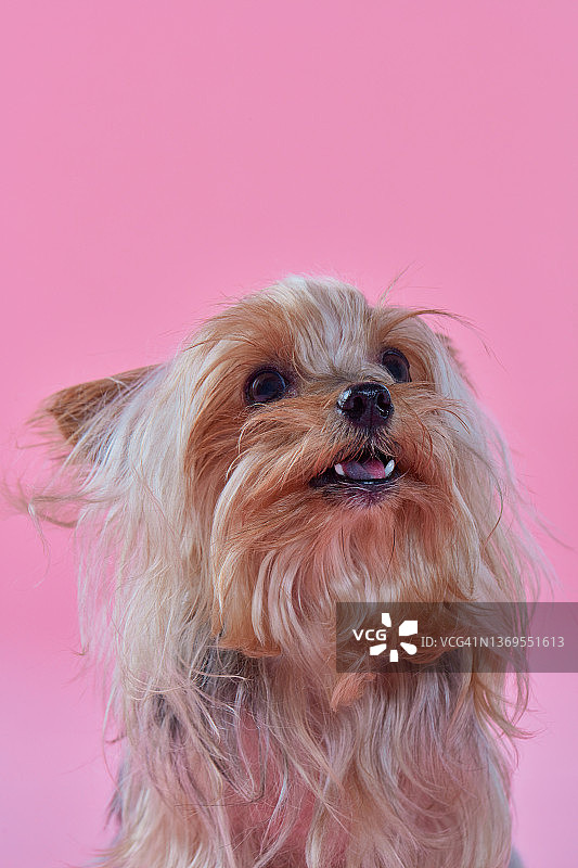 约克郡犬图片素材