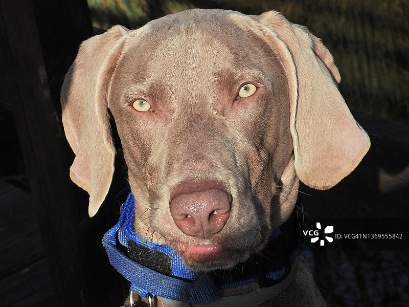 魏玛犬品种图片素材