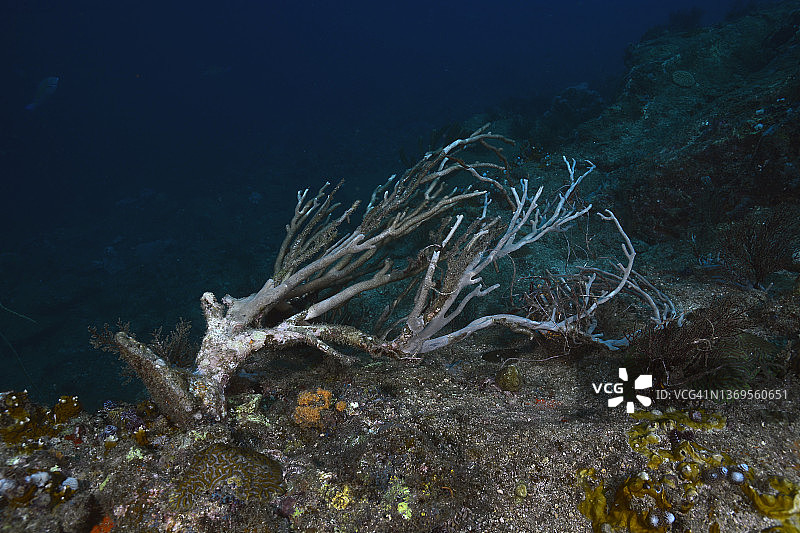 珊瑚上的渔具图片素材