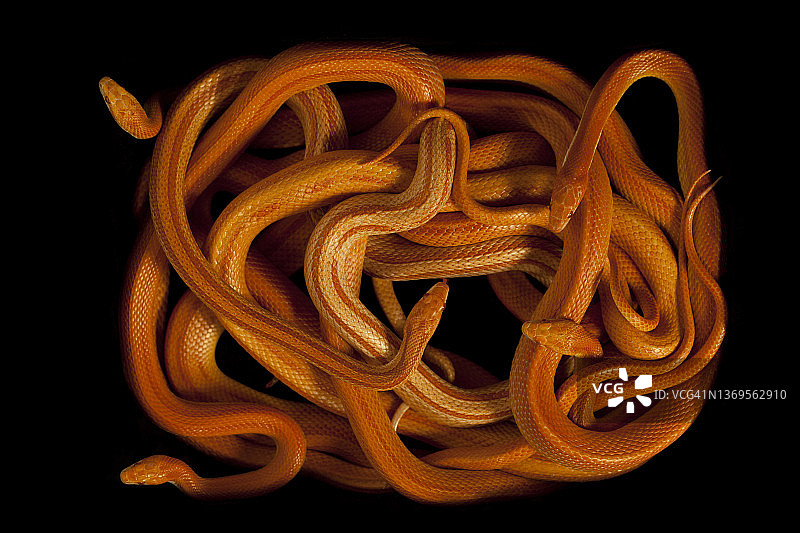 黑色背景上的一群玉米蛇图片素材