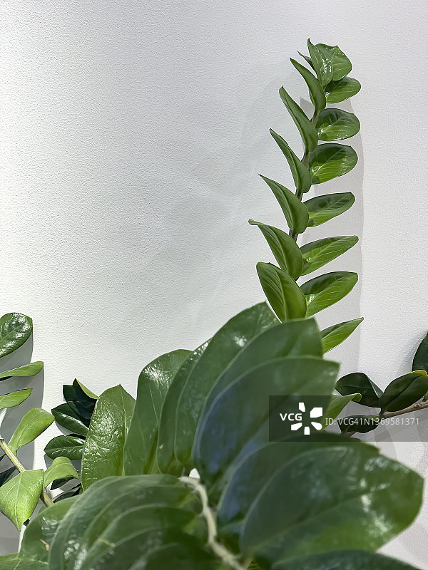 白色背景上的绿色观赏植物图片素材