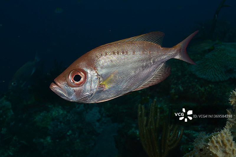 大眼鱼群图片素材