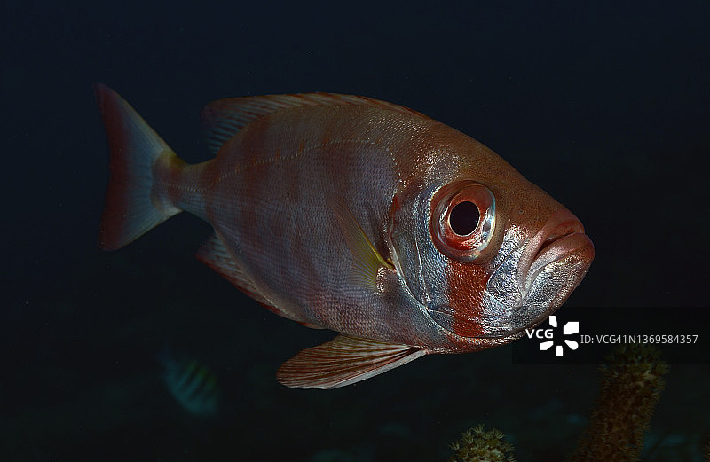 大眼鱼群图片素材