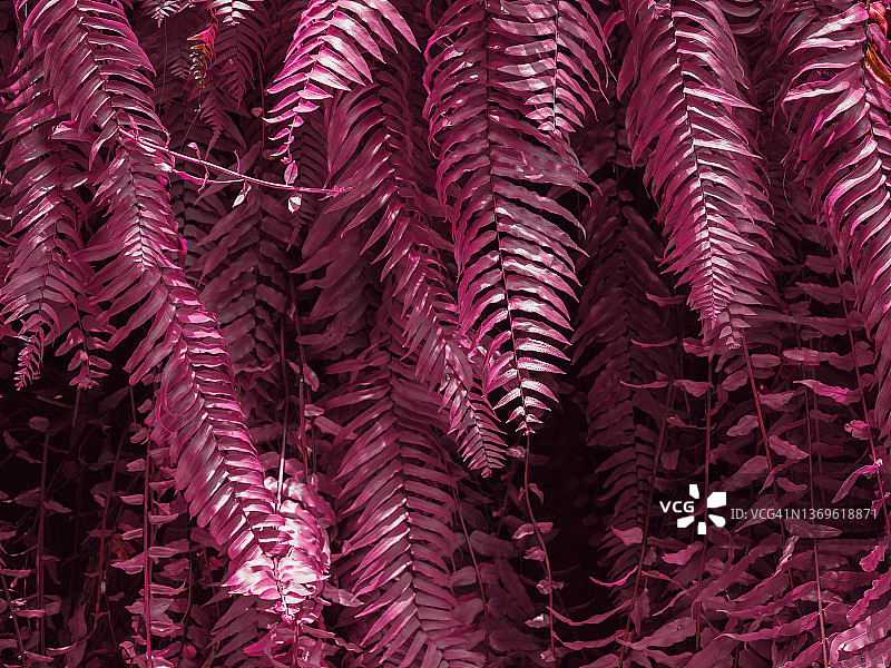 粉色蕨类植物图片素材