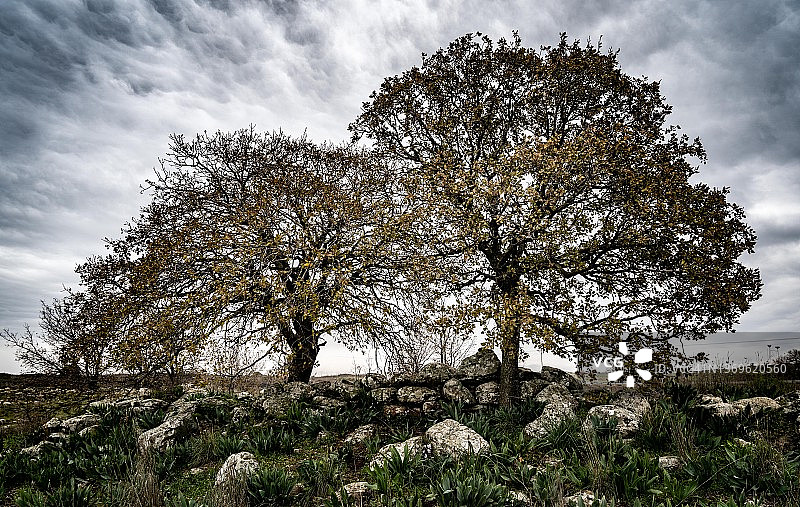 双橡树图片素材