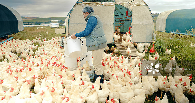 年长的男人在家禽养殖场喂鸡的照片图片素材