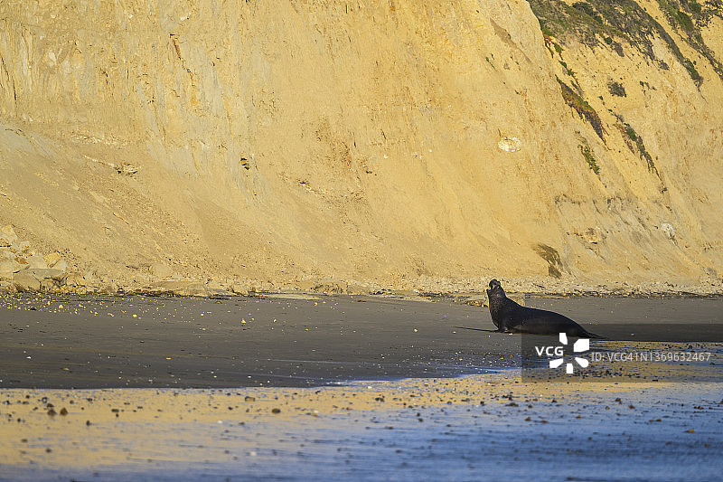 北象海豹图片素材