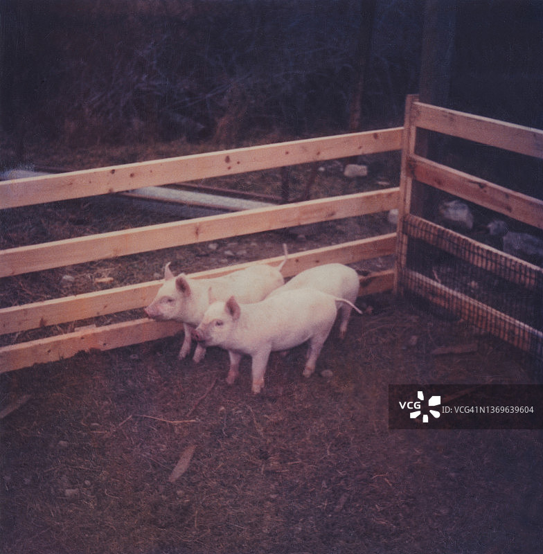 三只小猪：猪圈里的猪崽图片素材