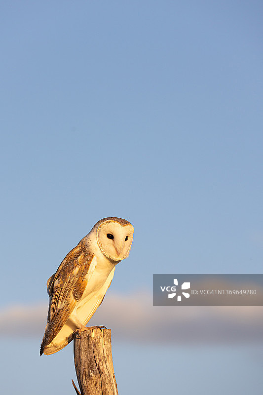 栖息着的仓鸮，在蓝色天空背景下的傍晚光线中图片素材