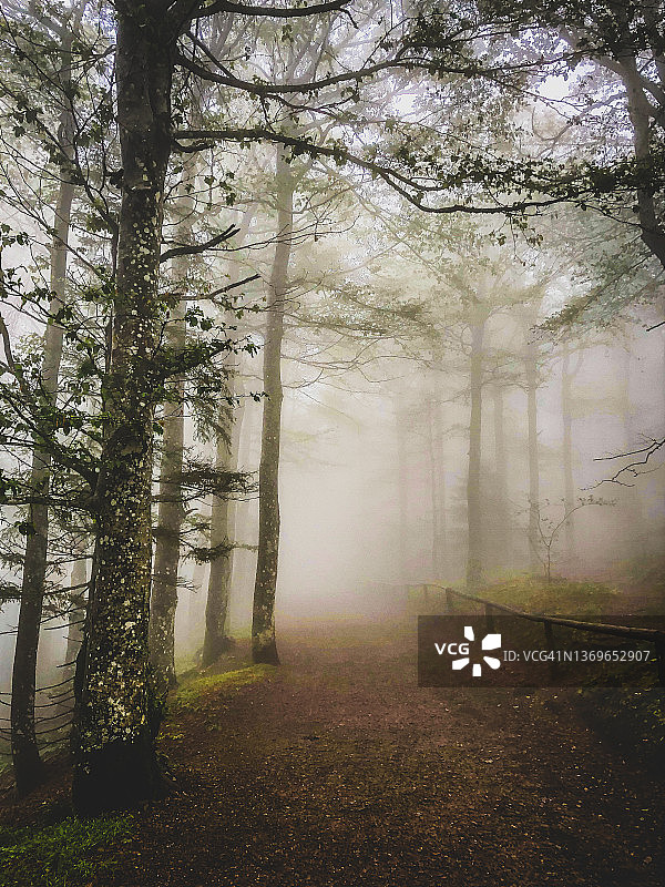 在德国的黑森林中穿行。图片素材