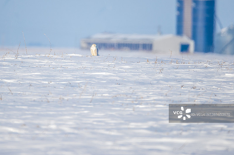 雪鸮图片素材