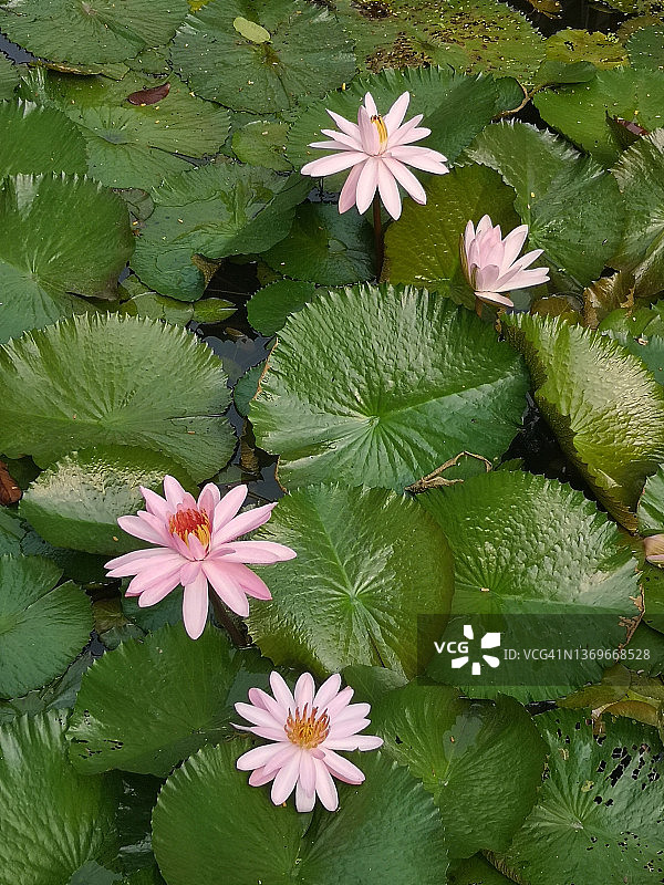 粉紫色睡莲，荷花，印度豆，莲属植物图片素材