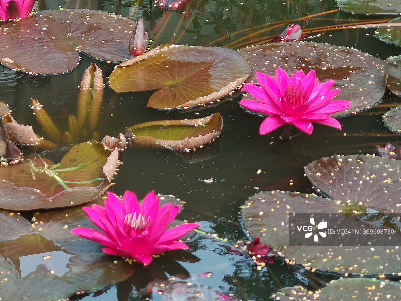 粉红色睡莲：荷花，印度豆，莲属，莲科图片素材