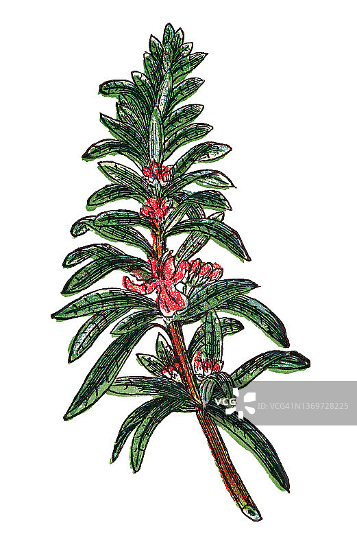 迷迭香复古雕刻插图图片素材