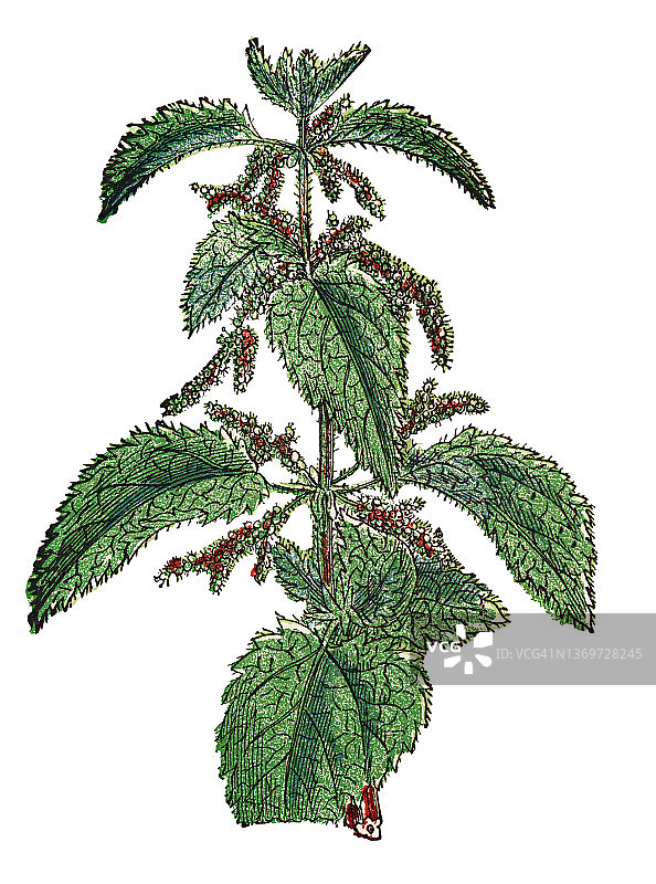 古代彩色石印插图：普通荨麻图片素材