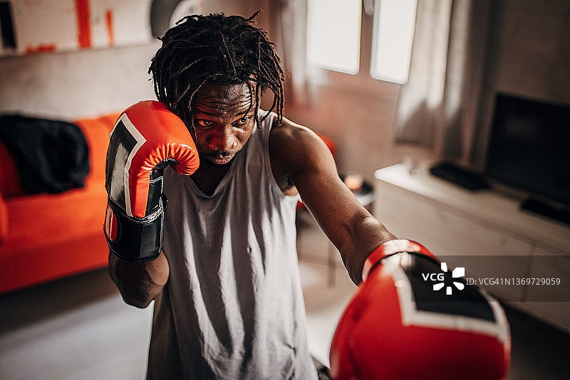 在客厅锻炼的拳师犬图片素材