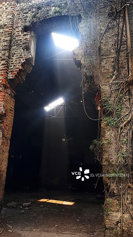 盘绕在古建筑废墟周围的树根图片素材