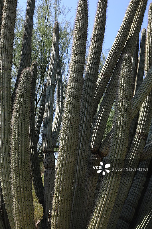 琴管仙人掌图片素材