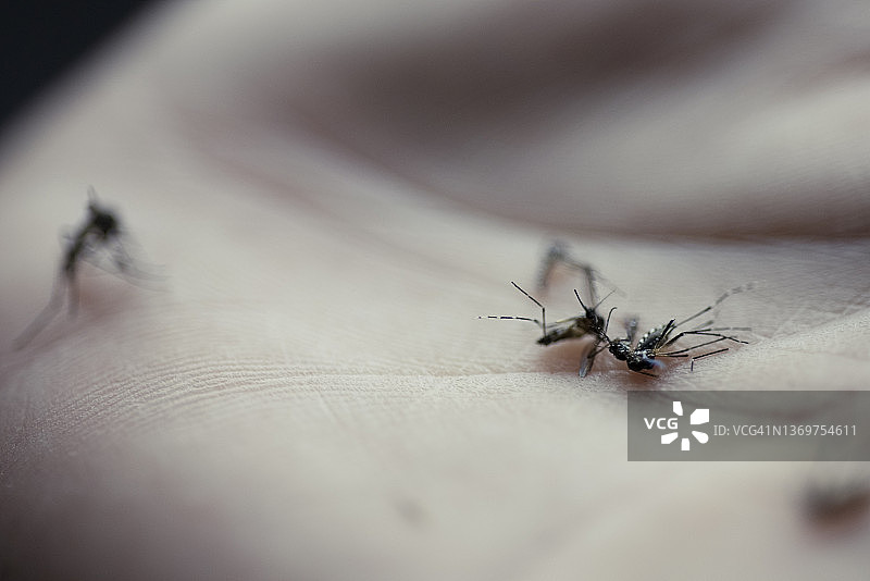 手上的死蚊子特写图片素材