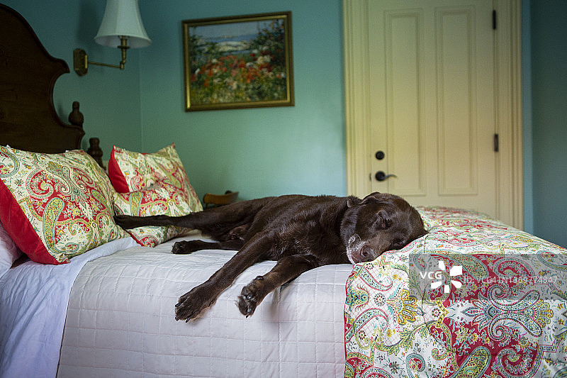 年老的巧克力拉布拉多犬在维多利亚风格民宿豪华床上熟睡图片素材