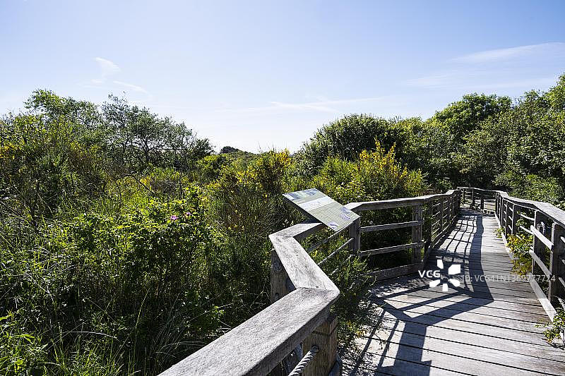 穿过德国下萨克森瓦登海国家公园尤伊斯特岛的木板路图片素材