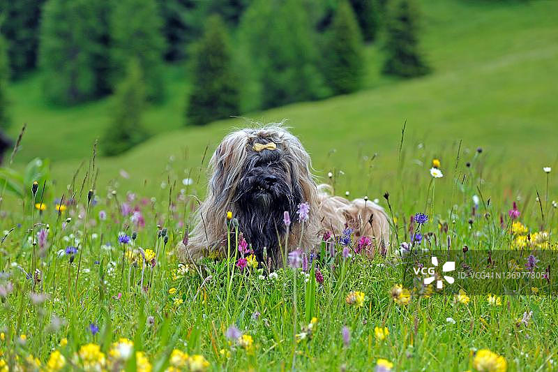 拉萨犬坐在奥地利蒂罗尔州花丛中图片素材