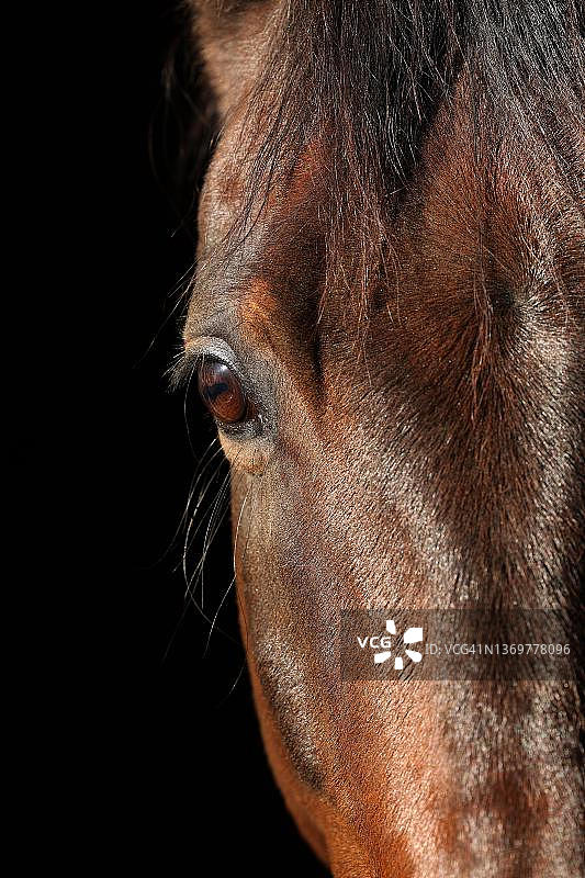 德国北莱茵-威斯特法伦州阿恩斯贝格的马眼图片素材