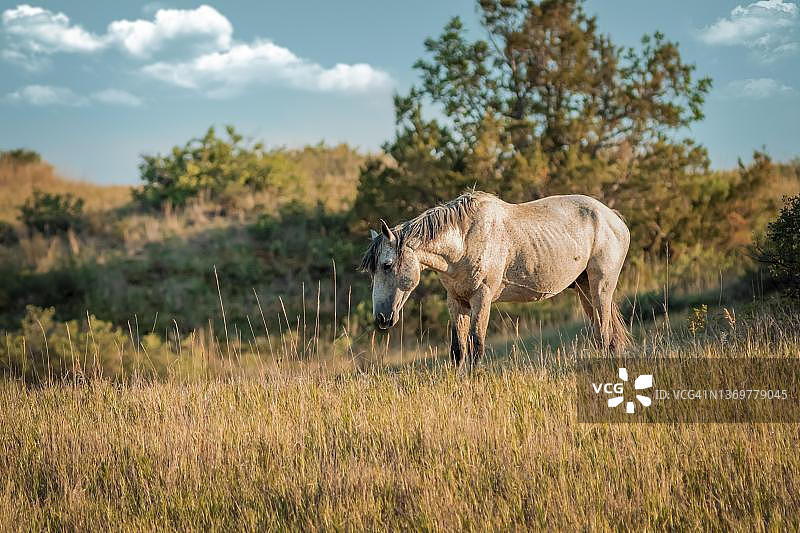 在绿色田野里吃草的白马，尼加拉瓜里瓦斯放牧图片素材