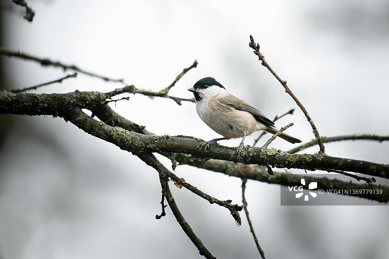 瑞典奥德的山雀图片素材