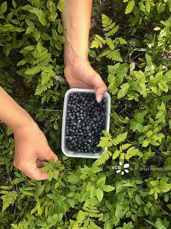 手持蓝莓盒，采摘蓝莓，挪威图片素材