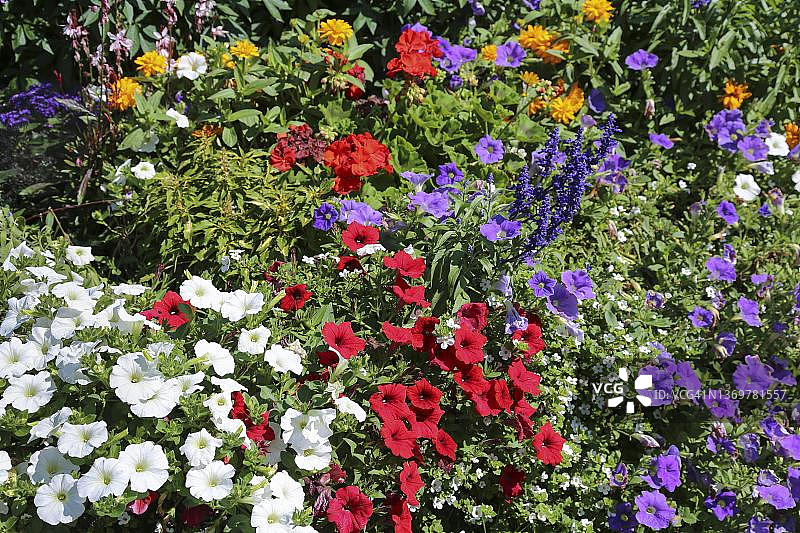 德国图特林根多瑙公园的矮牵牛图片素材