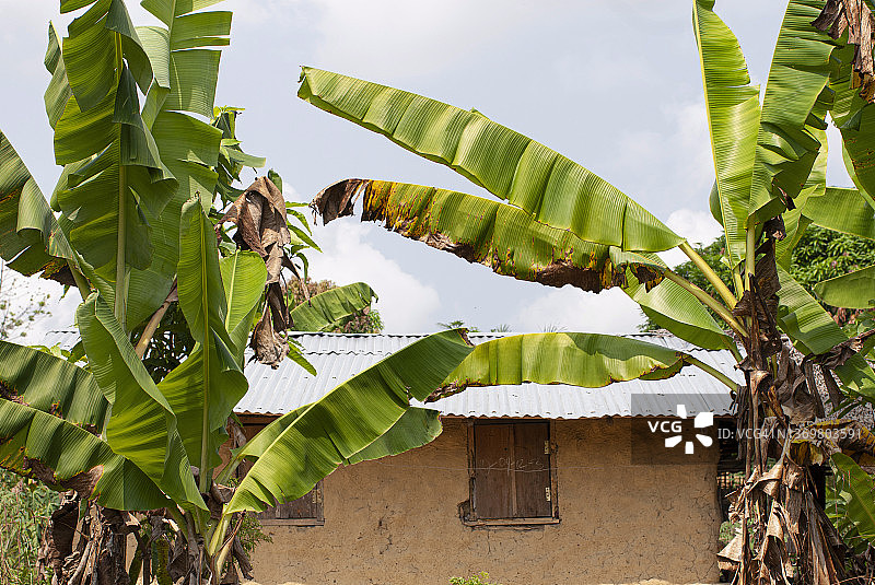 利比里亚泥屋附近的香蕉树图片素材