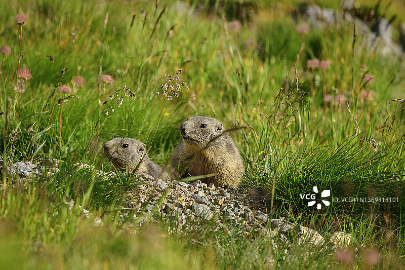 草地里朝远方看的土拨鼠图片素材